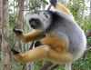 Diademed Sifaka - Photo (c) c michael hogan, some rights reserved (CC BY-NC), uploaded by c michael hogan
