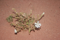 Silene villosa