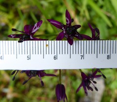 Allium wallichii