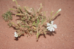Silene villosa