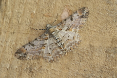 Iridopsis aglauros
