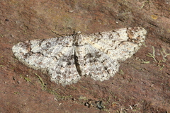 Iridopsis aglauros