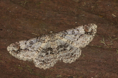 Iridopsis aglauros