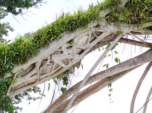 Ficus glandifera observed 2020-09-19