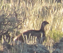 Centrocercus minimus
