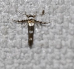 Stathmopoda triselena