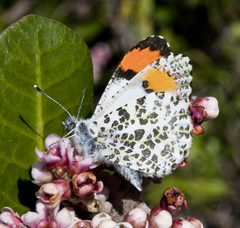 Anthocharis sara gunderi