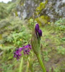 Allium wallichii