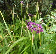 Allium wallichii