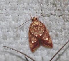 Lophopepla igniferella