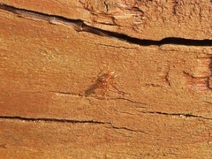 Pheidole tysoni