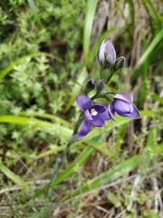 Thelymitra nervosa
