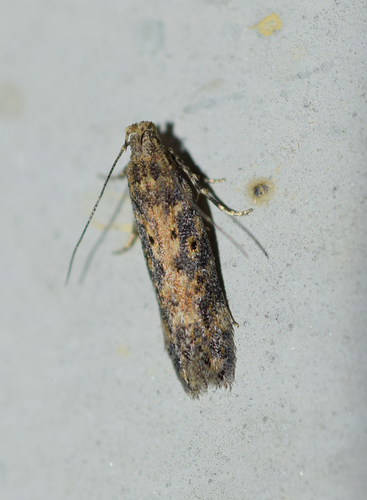Scrobipalpa ocellatella (Boyd, 1858)