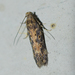 Beet Moth - Photo (c) Tiziana Dinolfo, some rights reserved (CC BY-NC), uploaded by Tiziana Dinolfo