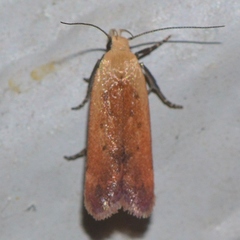 Anacampsis fullonella