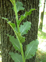 Verbascum lychnitis