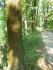 Verbascum lychnitis