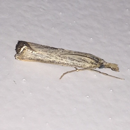 Vagabond Sod Webworm Moth photo 3