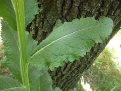 Verbascum lychnitis