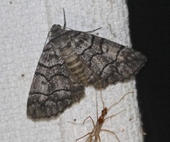 Dysbatus singularis