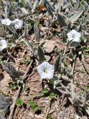 Convolvulus hermanniae