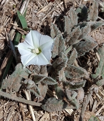 Convolvulus hermanniae