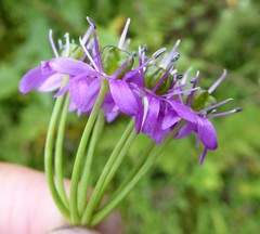 Allium wallichii