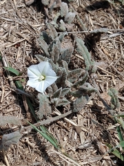 Convolvulus hermanniae