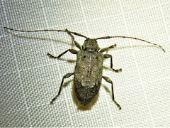 Astylopsis arcuata