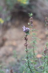 Mentha cervina
