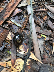 Victaphanta compacta
