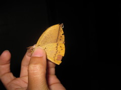 Lonomia camox