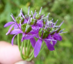 Allium wallichii