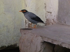 Acridotheres ginginianus