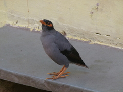 Acridotheres ginginianus