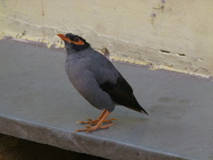 Acridotheres ginginianus