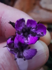 Microbotryum dianthorum