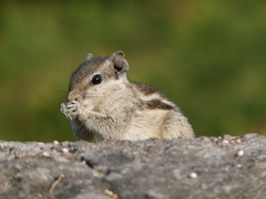 Funambulus pennantii