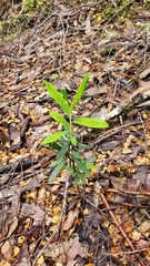 Pimelea drupacea