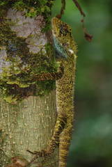 Cofan Woodlizard photo 4