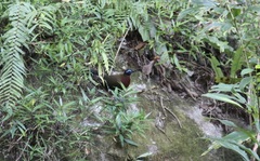 Coua serriana