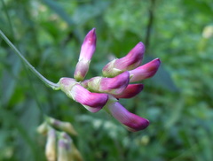 Vicia dumetorum