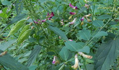 Vicia dumetorum