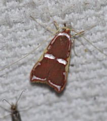 Barantola pulcherrima