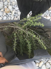 Brickellia laciniata