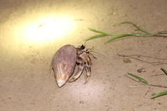 Coenobita violascens