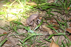 Coenobita violascens