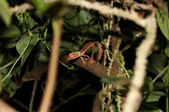 Uroplatus lineatus