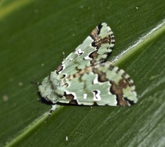 Pansemna beryllodes