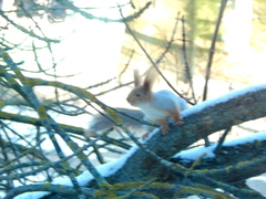 Sciurus vulgaris
